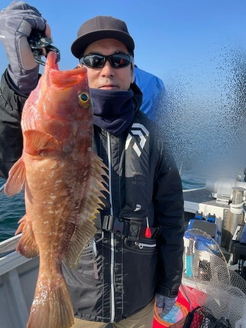 アコウ(キジハタ)