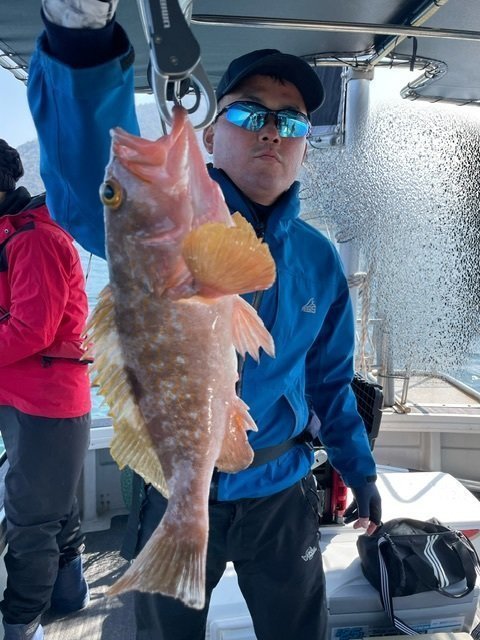 アコウ(キジハタ)