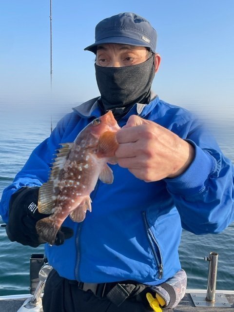 アコウ(キジハタ)