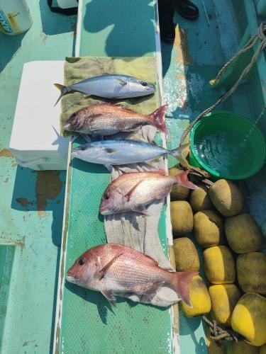 マダイ・イナダ(ブリ)