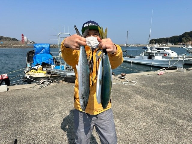 サゴシ(サワラ)