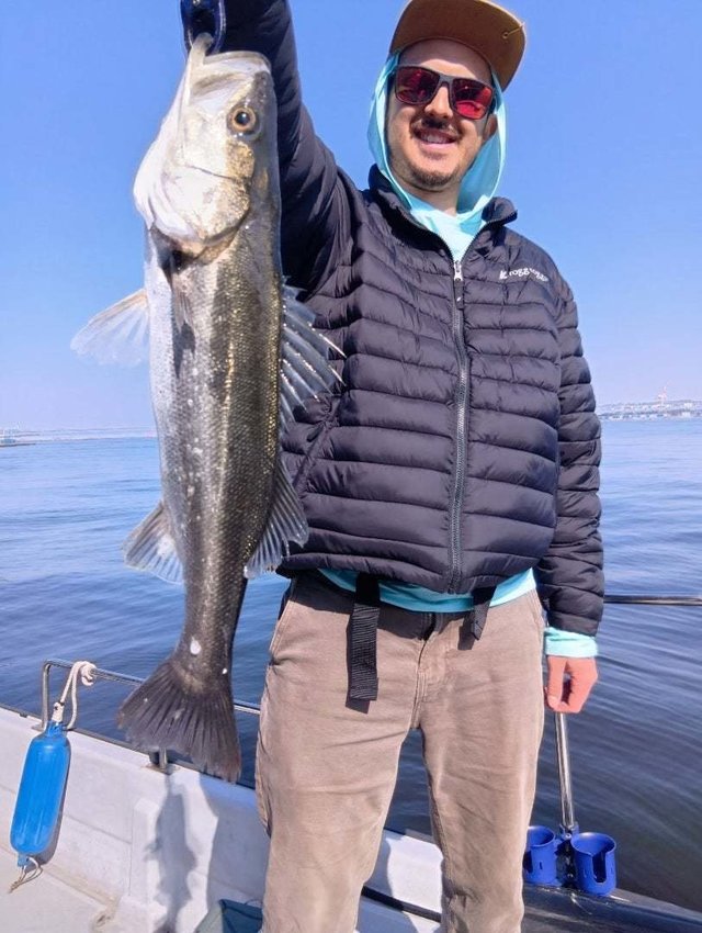 シーバス(スズキ)