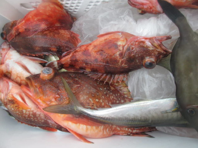 ガシラ(カサゴ)