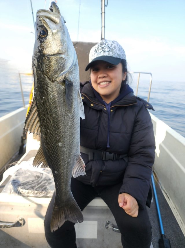 シーバス(スズキ)