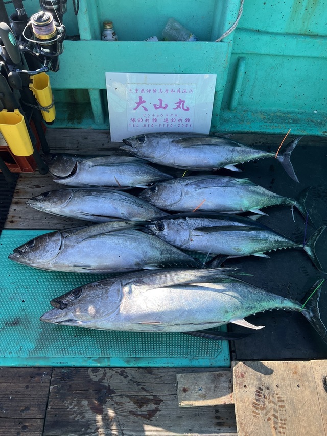 ビンチョウマグロ(ビンナガ)