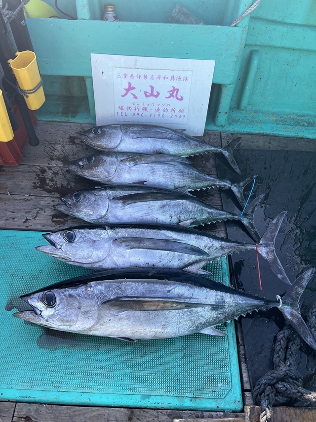 ビンチョウマグロ(ビンナガ)