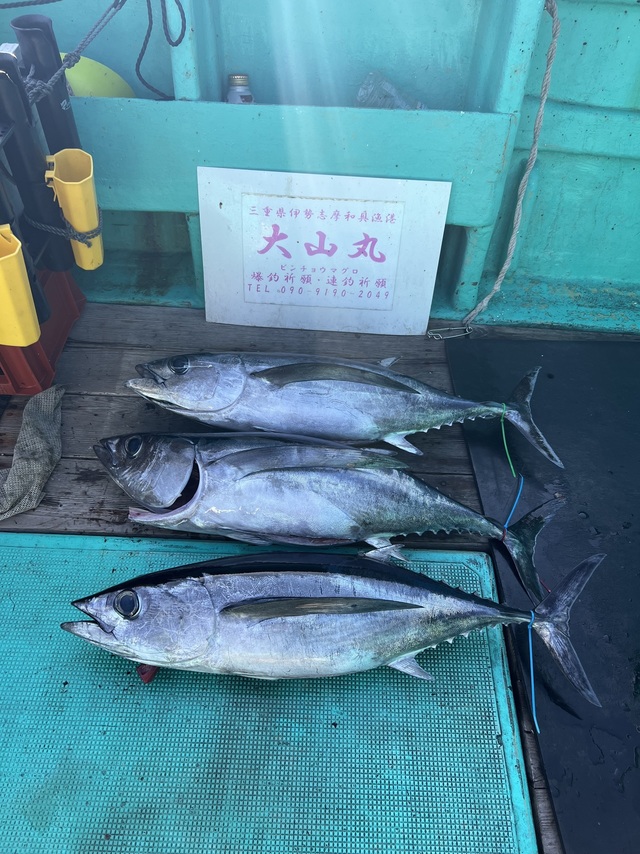 ビンチョウマグロ(ビンナガ)