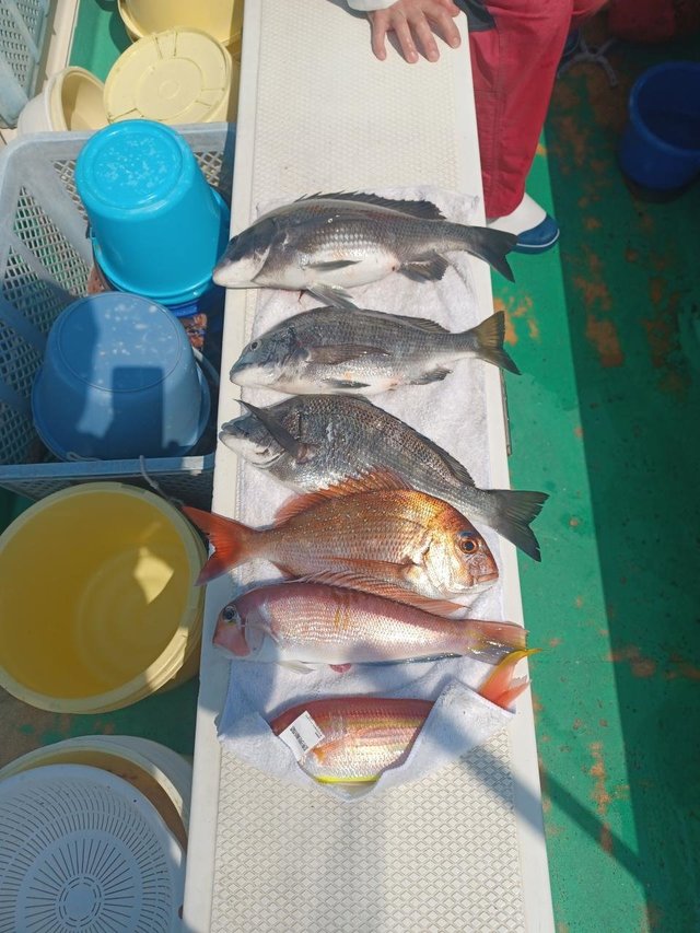 マダイ・クロダイ・アマダイ(アカアマダイ)・イトヨリ(イトヨリダイ)