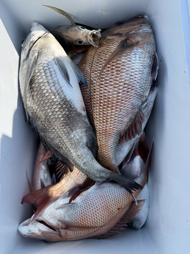 マダイ・クロダイ・アジ(マアジ)