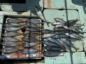 マアジ・マサバ