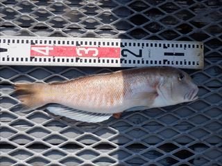 アマダイ(アカアマダイ)