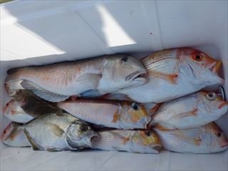 アマダイ(アカアマダイ)