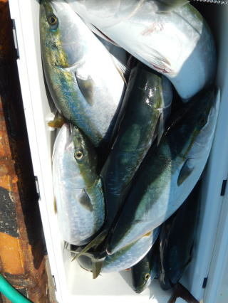 サンパク(ブリ)