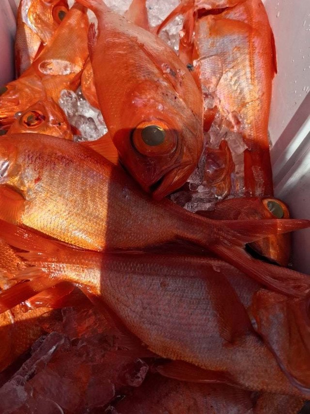 キンメ(キンメダイ)