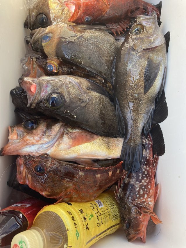 カサゴ・メバル