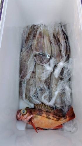 ヤリイカ・オキメバル(ウスメバル)