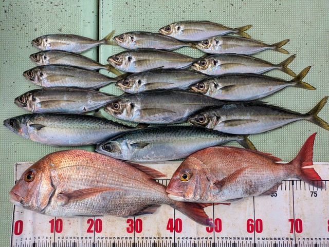 タイ(マダイ)・アジ(マアジ)・マサバ