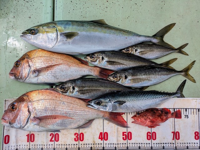 タイ(マダイ)・アジ(マアジ)・メジロ(ブリ)・マサバ