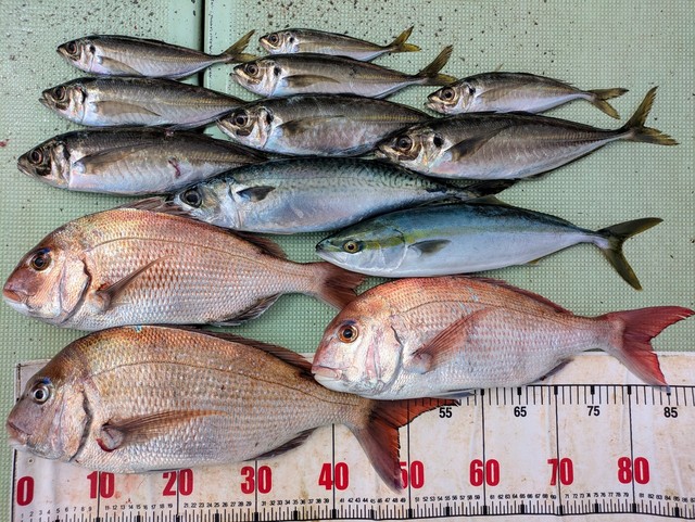 タイ(マダイ)・アジ(マアジ)・ハマチ(ブリ)・マサバ