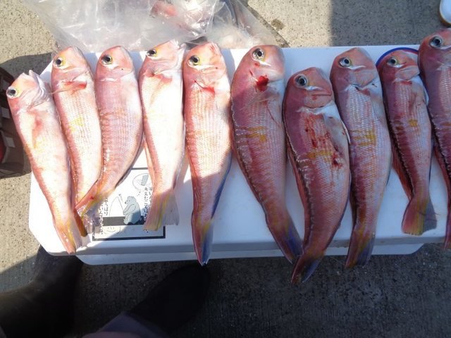 アマダイ(アカアマダイ)