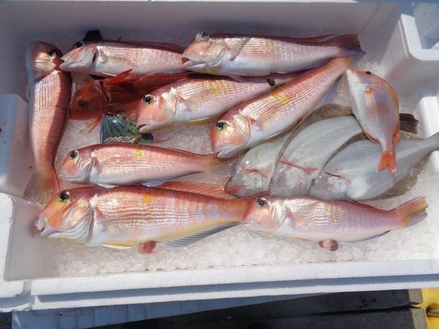 アマダイ(アカアマダイ)