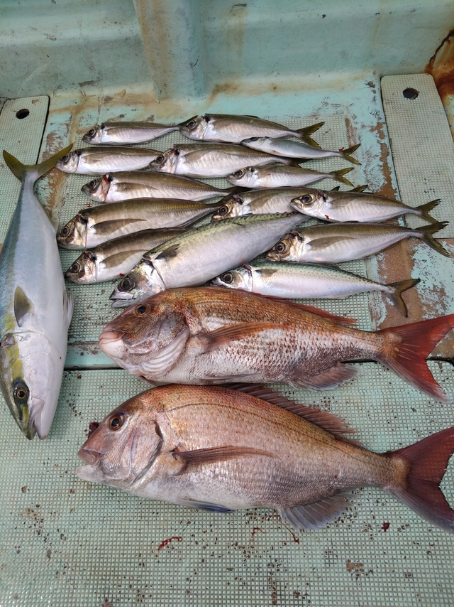 タイ(マダイ)・アジ(マアジ)・メジロ(ブリ)・サバ(マサバ)