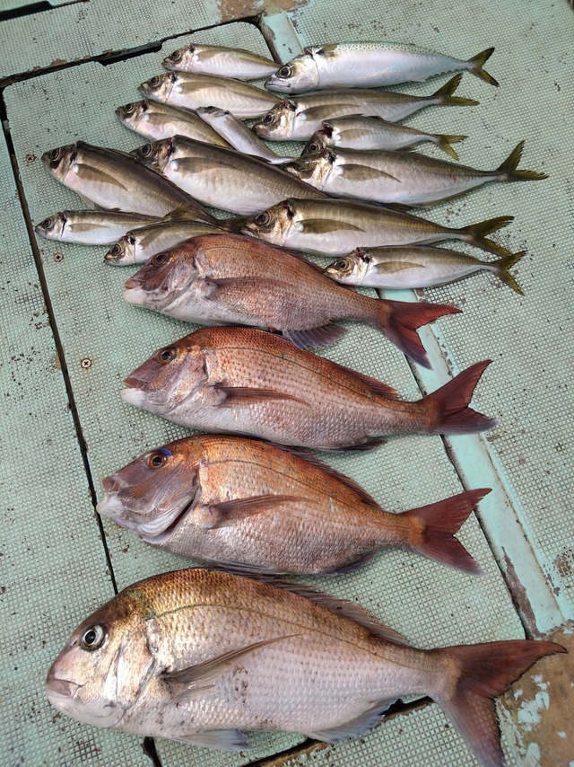 タイ(マダイ)・アジ(マアジ)・サバ(マサバ)