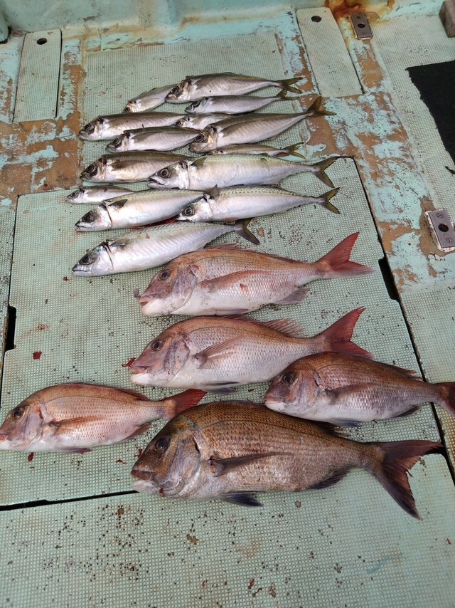 タイ(マダイ)・アジ(マアジ)・サバ(マサバ)