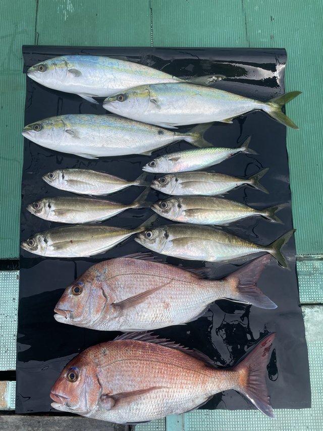 マダイ・マアジ・ハマチ(ブリ)