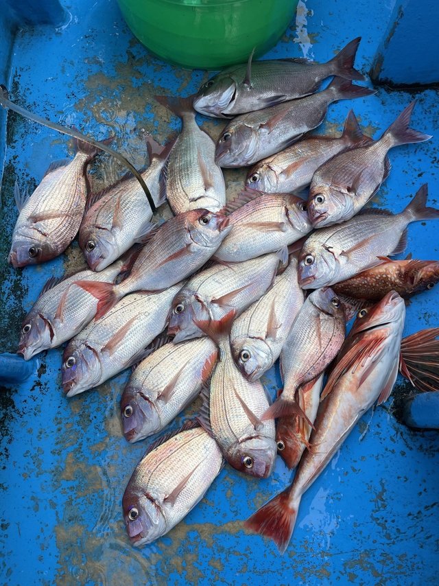 マダイ・ハナダイ(チダイ)・メバル・ホウボウ