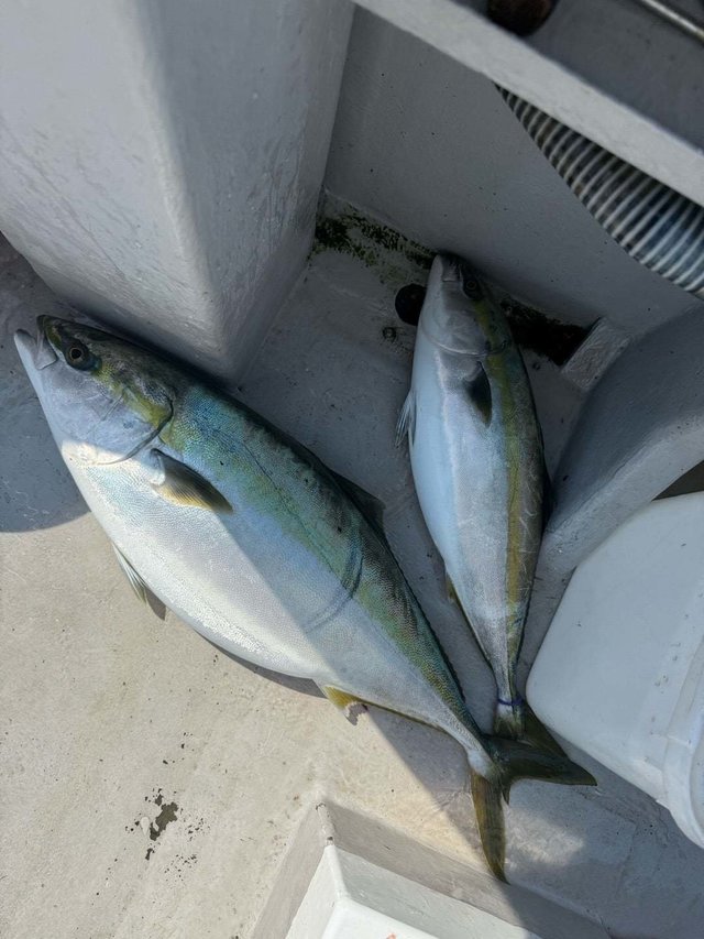 ブリ・サンパク(ブリ)