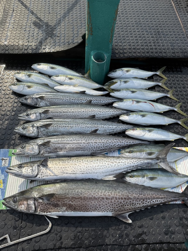 ツバス(ブリ)・サワラ