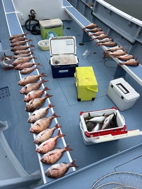 マダイ・イナダ(ブリ)