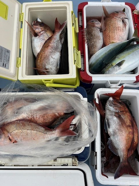 マダイ・イナダ(ブリ)