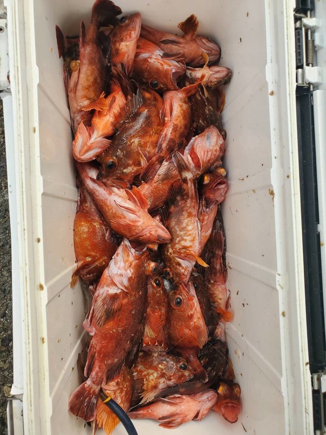 ガシラ(カサゴ)