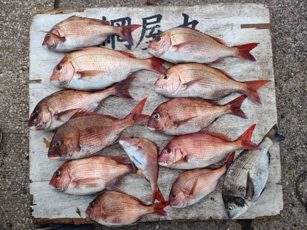 マダイ・クロダイ