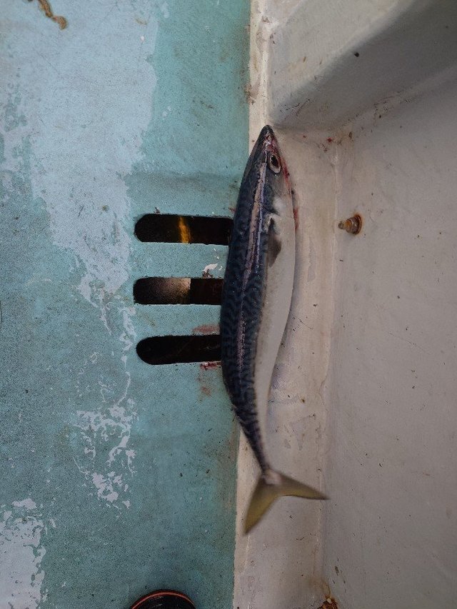 サバ(ゴマサバ)