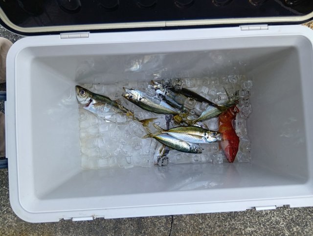 アジ(マアジ)・ベラ(キュウセン)