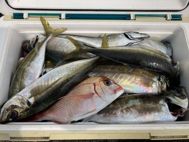 ハナダイ(チダイ)・アジ(マアジ)