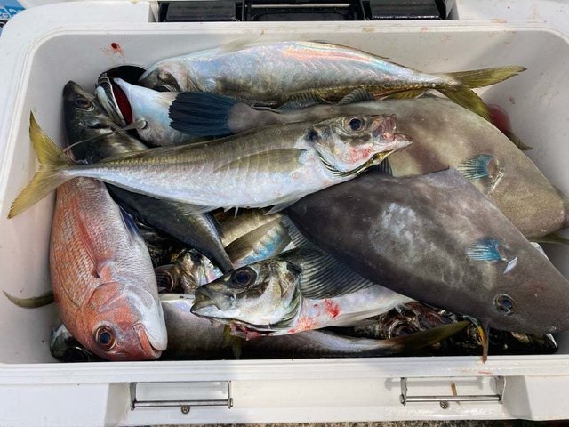 ハナダイ(チダイ)・アジ(マアジ)・ウマヅラ(ウマヅラハギ)