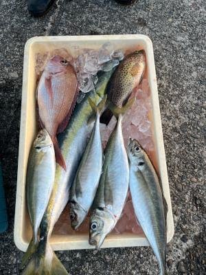 マダイ・アジ(マアジ)・メジロ(ブリ)