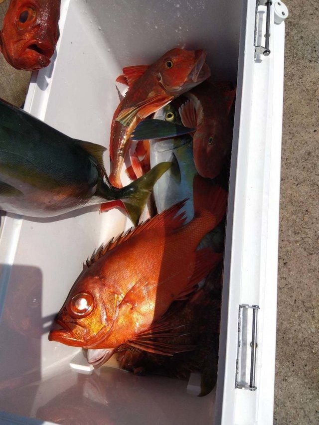 イナダ(ブリ)・キントキ(チカメキントキ)・ホウボウ