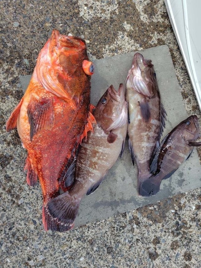 カンコ(ウッカリカサゴ)・ハタ(マハタ)