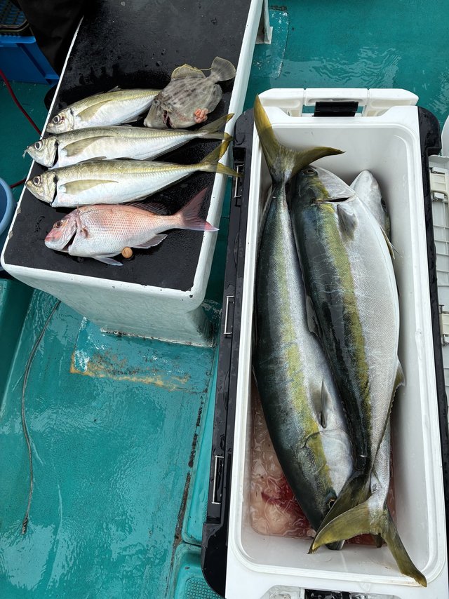 マダイ・マアジ・ブリ