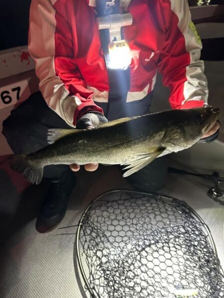 シーバス(スズキ)