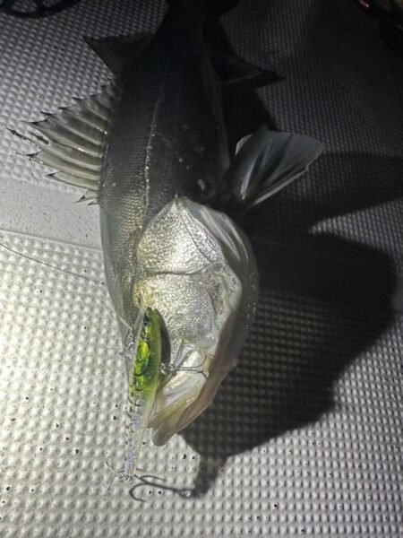 シーバス(スズキ)