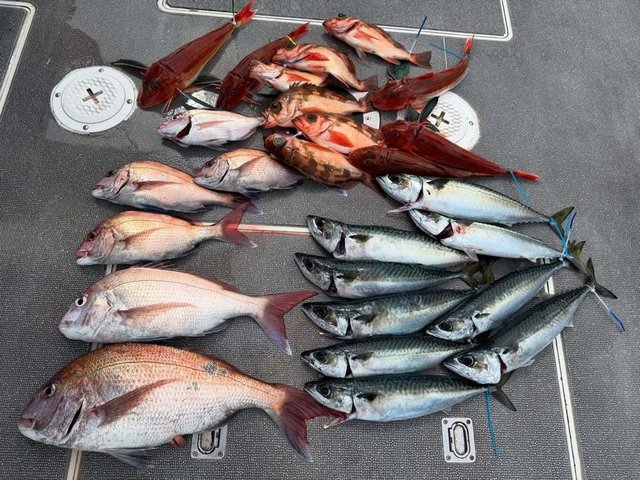 マダイ・サバ(マサバ)・ウスメバル・ホウボウ