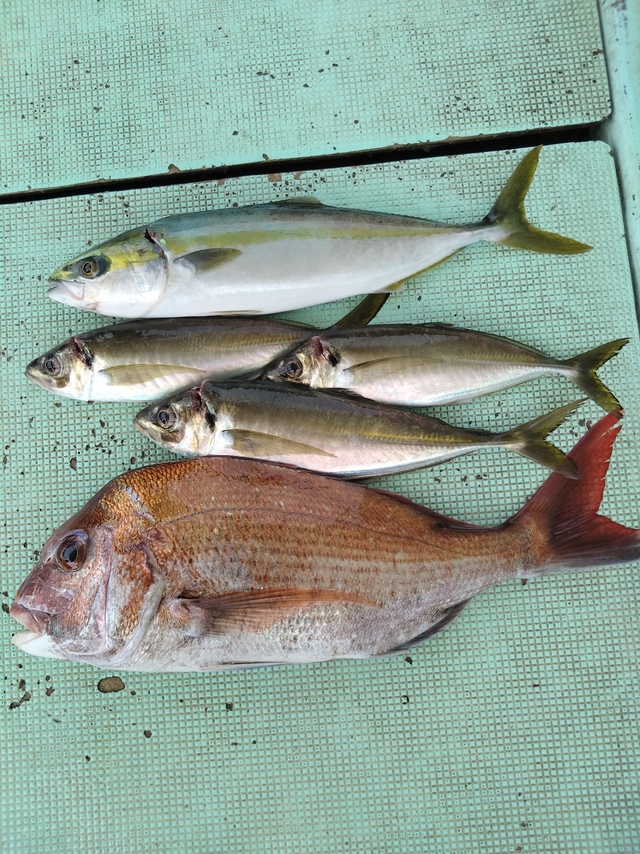 タイ(マダイ)・アジ(マアジ)・ハマチ(ブリ)