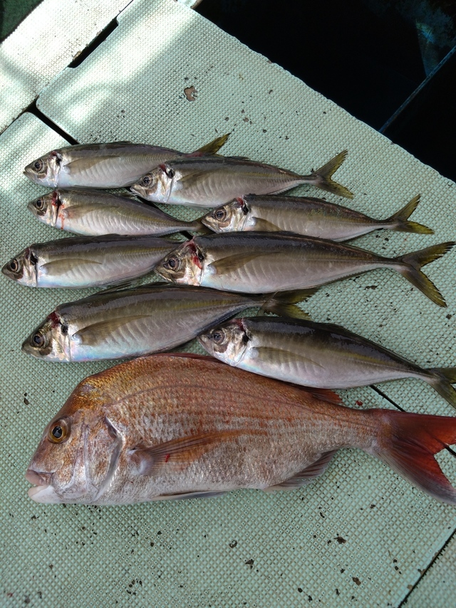 タイ(マダイ)・アジ(マアジ)