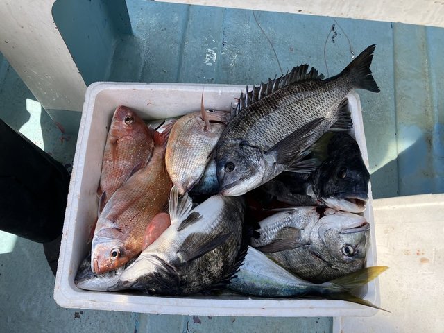 マダイ・クロダイ